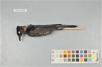 藏品(紅嘴黑鵯)的圖片